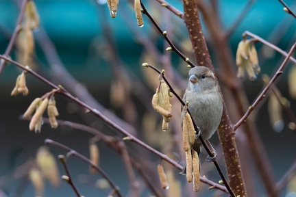 Moineau