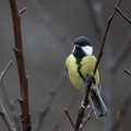 mésange.JPG