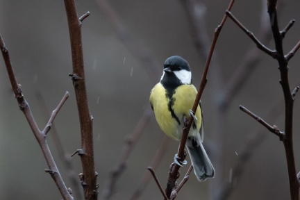 Mésange