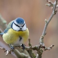 Mésange.jpg