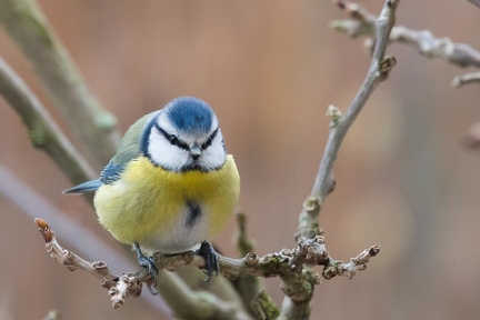Mésange