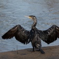 Cormoran.jpg