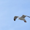 Mouette Wimereux.JPG