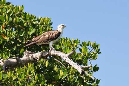 Aigle pêcheur, Sian Ka'an, Mexique