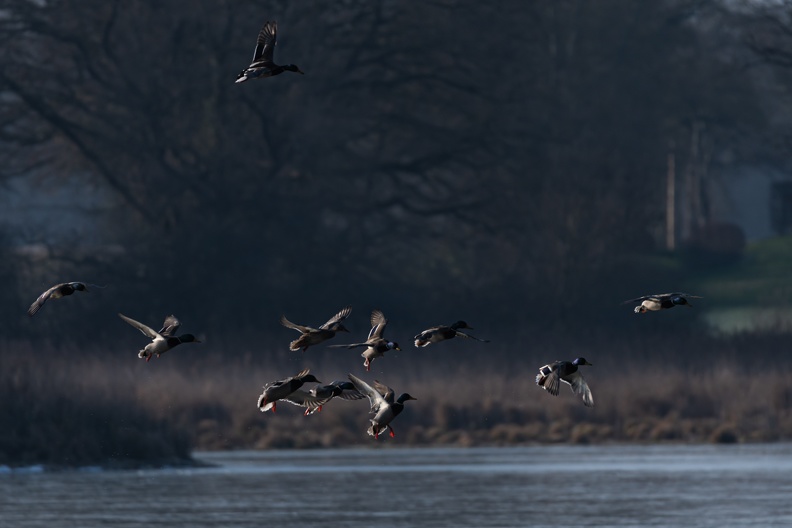 vol de canards.JPG