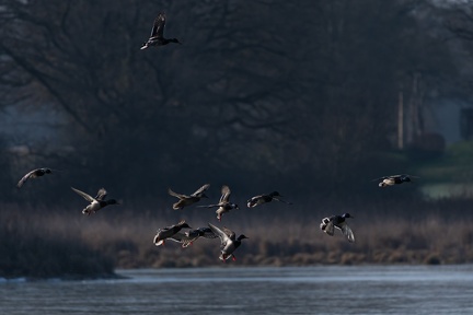 vol de canards, grand étang de Birieu, Ain