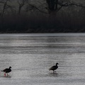 canard sur l'étang gelé.JPG