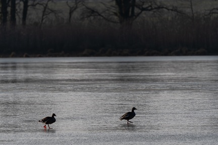 canard sur l'étang gelé