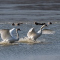 querelle de cygnes.JPG