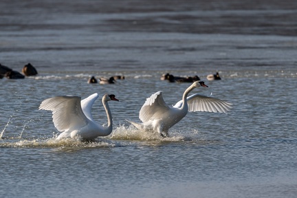 querelle de cygnes