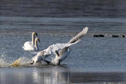 querelle de cygnes