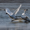 querelle de cygnes-3.JPG
