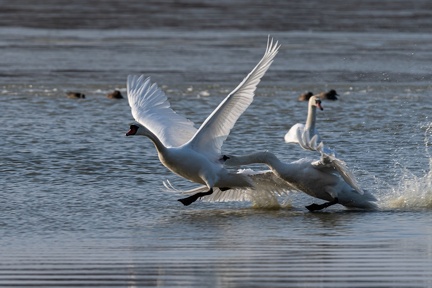 querelle de cygnes