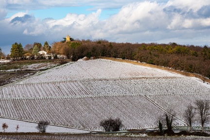 Vignes, Marcy-2