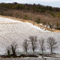 Vignes, Marcy-3.JPG