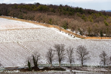 Vignes, Marcy-3