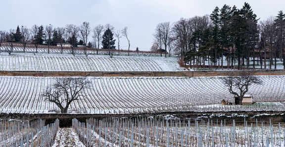 Vignes, Lachassagne-2