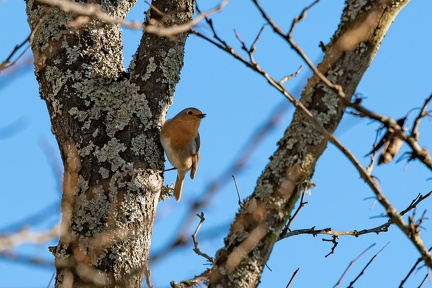 Rouge gorge
