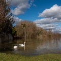 Cygnes sur la Saone_-2.JPG