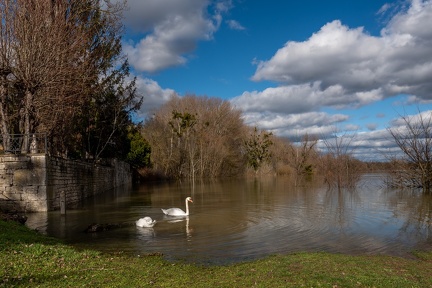 Cygnes sur la Saone qui a débordé