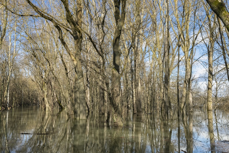 Saône débordée-3.jpg