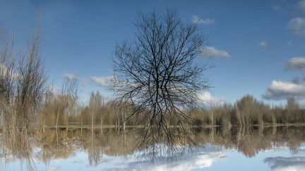 Etang miroir