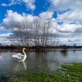 Saône en crue-02-2048px.jpg