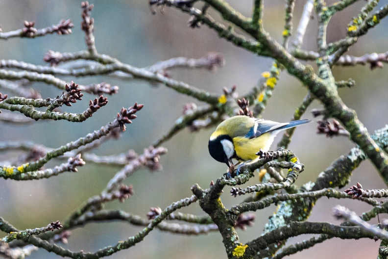 Mésange bleue.JPG