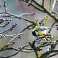 Mésange bleue.JPG