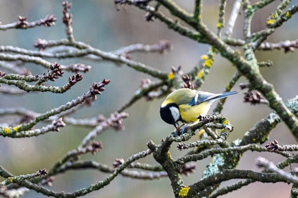 Mésange bleue