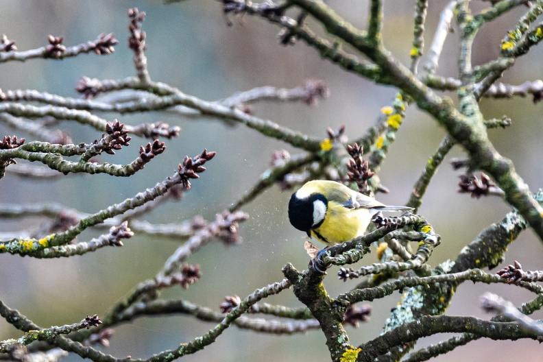 Mésange bleue-2.JPG