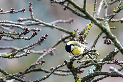Mésange bleue-2