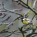 Mésange bleue-3.JPG