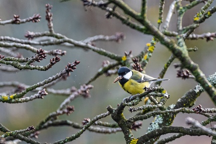 Mésange bleue-3