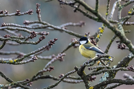 Mésange-3