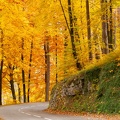 forêt Annecy automne.JPG