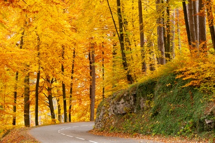 forêt Annecy automne
