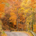 forêt Annecy automne-3.JPG