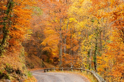 forêt Annecy automne-3