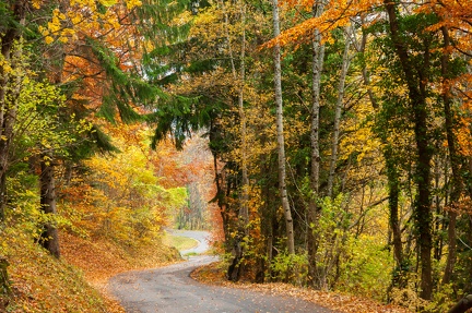 forêt Annecy automne-4