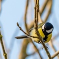 Mésange-2.JPG