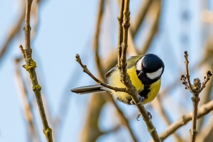 Mésange en bord de Saône