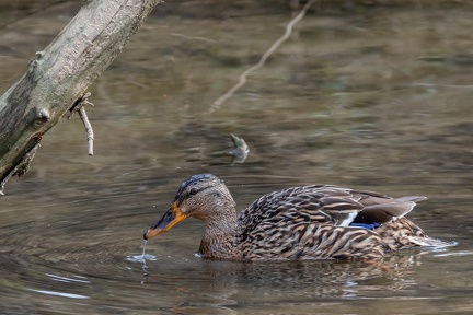 Canard