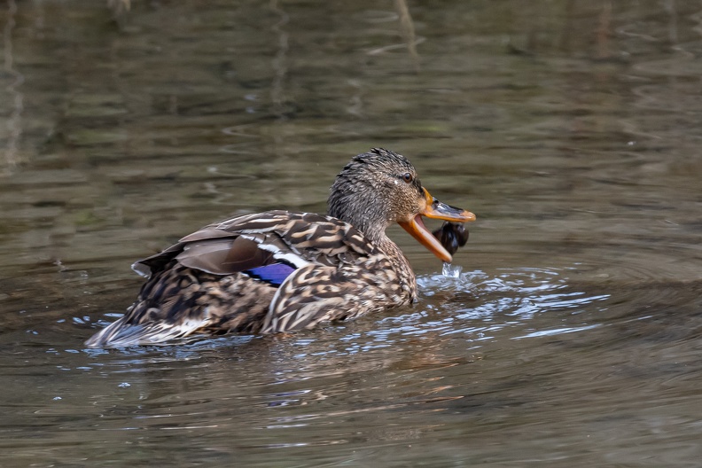 Canard-2.JPG