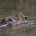 Canard-2.JPG