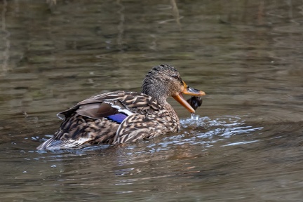 Canard