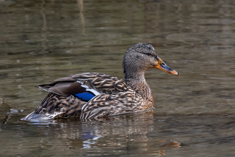 Canard-3.JPG