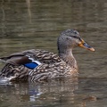 Canard-3.JPG