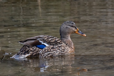 Canard