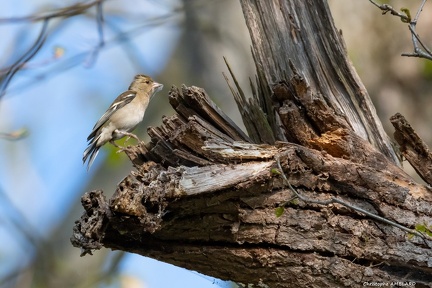 Oiseau des bois